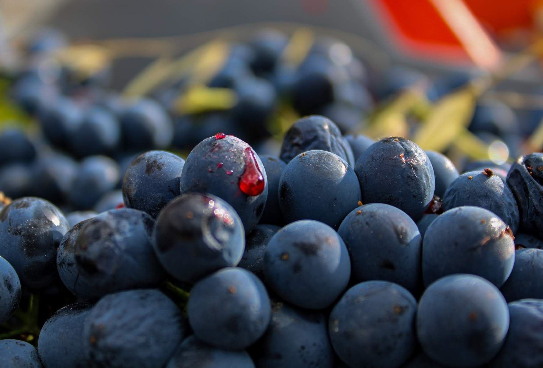 Acini di uva nera, uno con una goccia di succo
