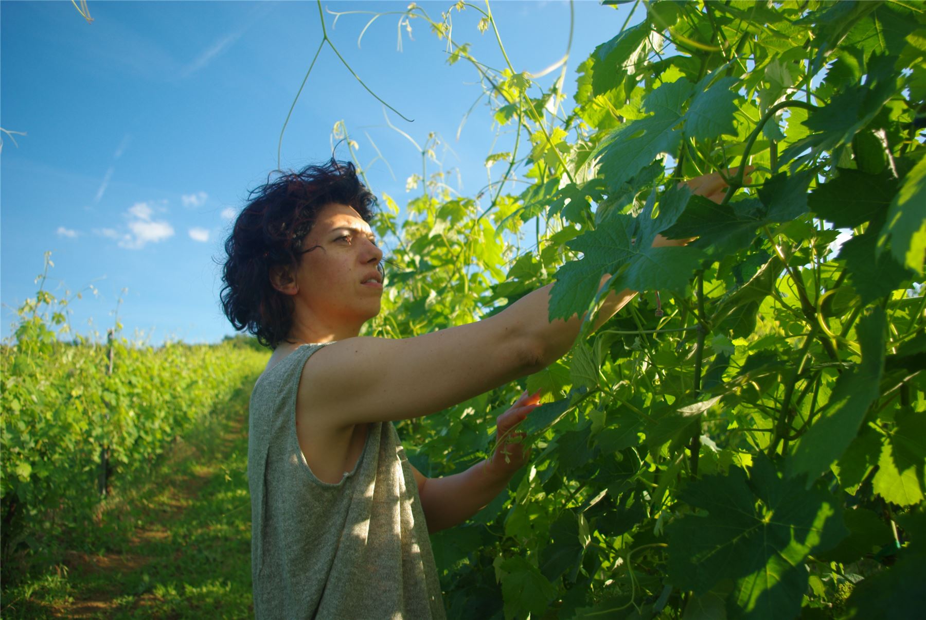 Al lavoro tra le viti in primavera
