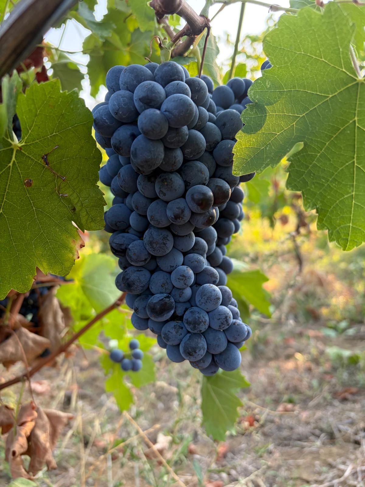Un grappolo di Bonarda sulla vite