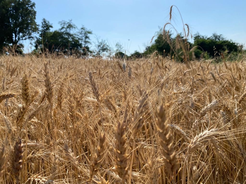 Il campo con il miscuglio di grani tradizionali