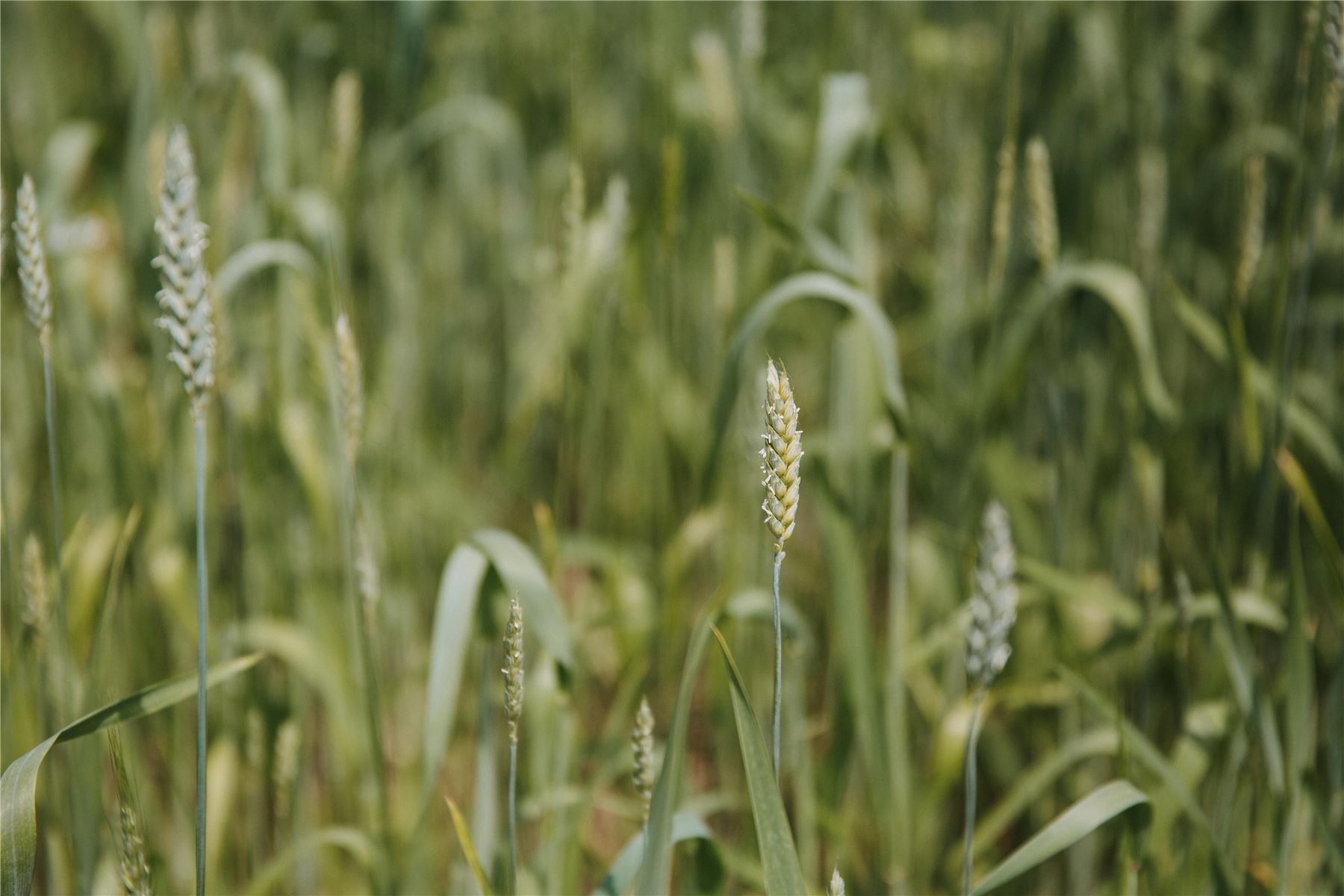 Spighe di grano ancora verdi