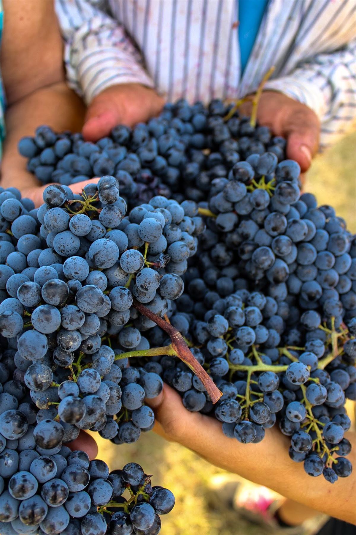 Grappoli di uva nera tenuti tra le mani