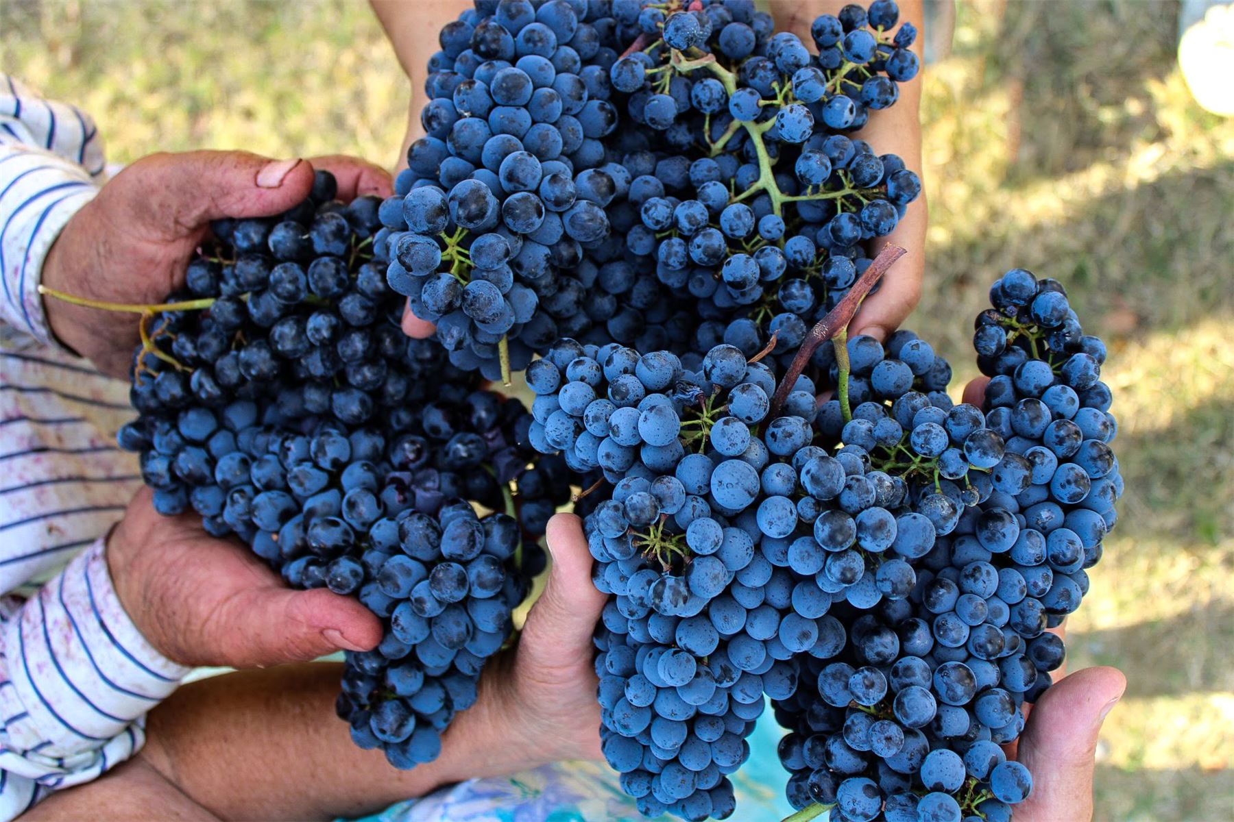 Mani che sorreggono grappoli di uva nera