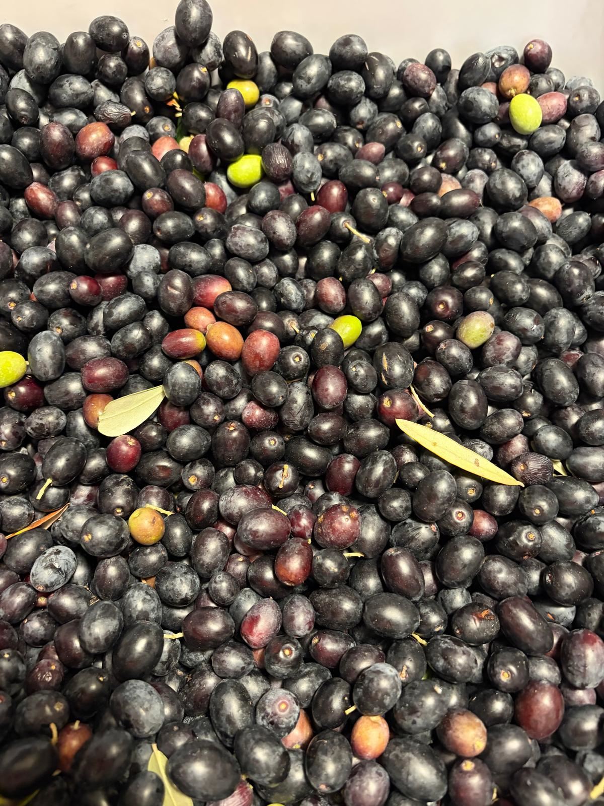 Olive appena raccolte