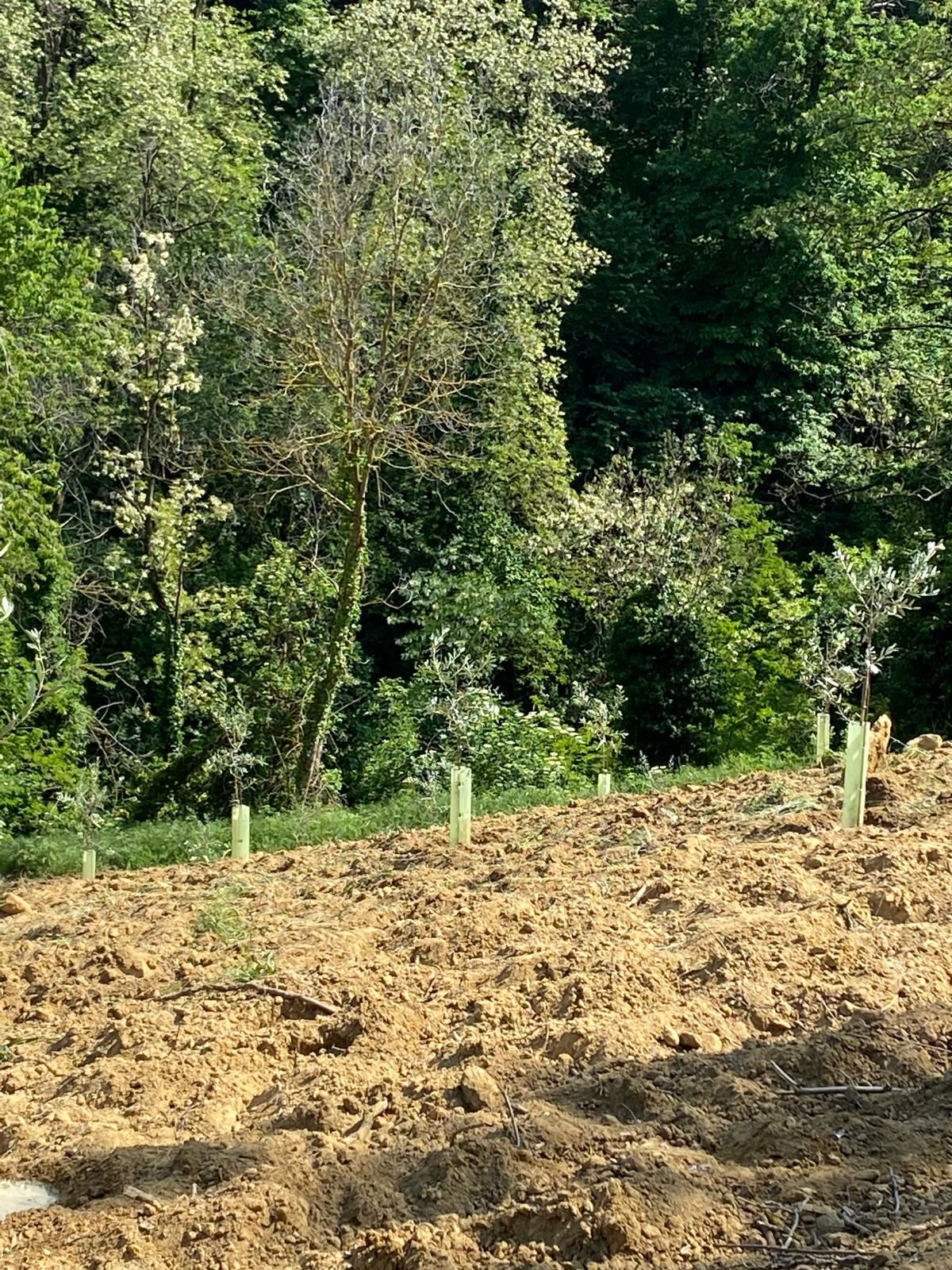 Olivi tra il bosco e il campo