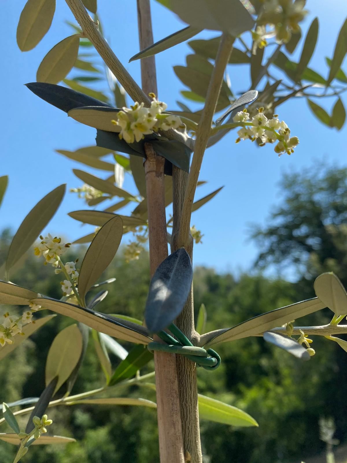 Rametto di olivo in fiore