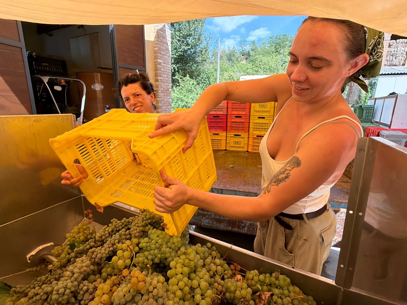 Uva bianca versata dalle cassette in cantina