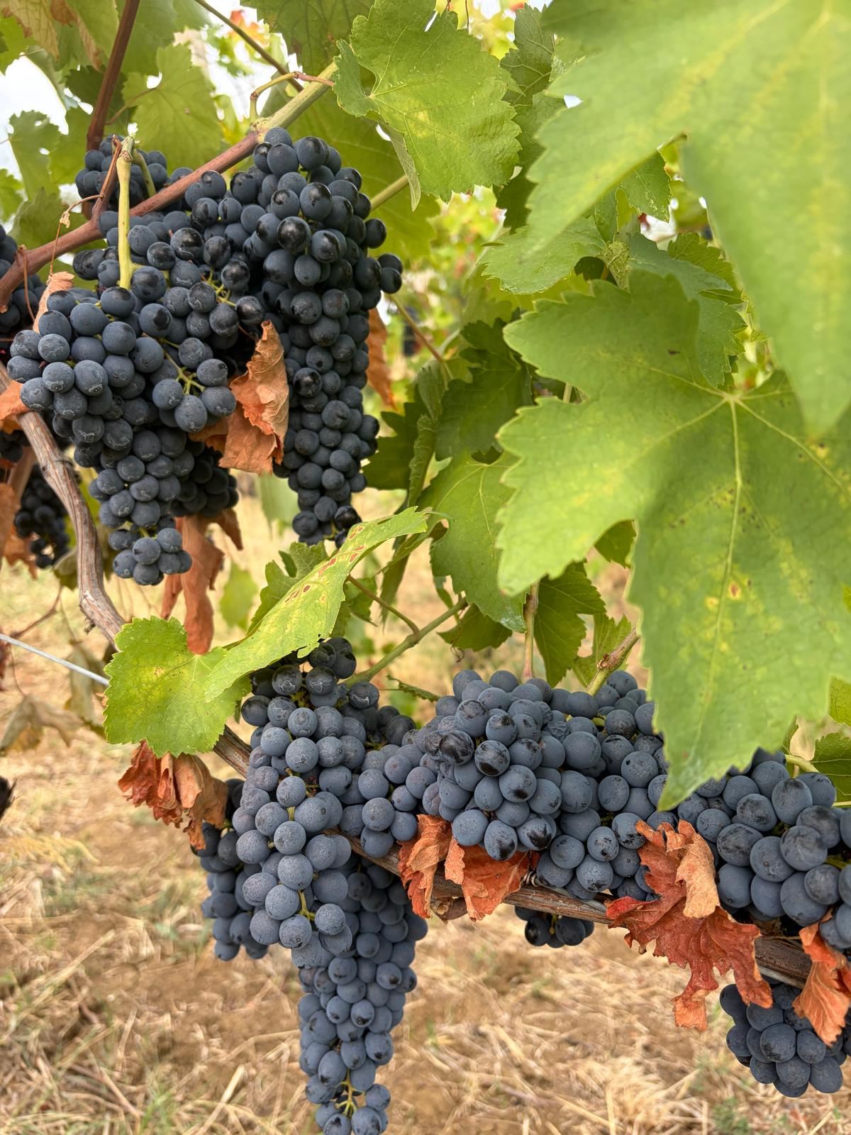 Grappoli di Syrah maturi tra le foglie
