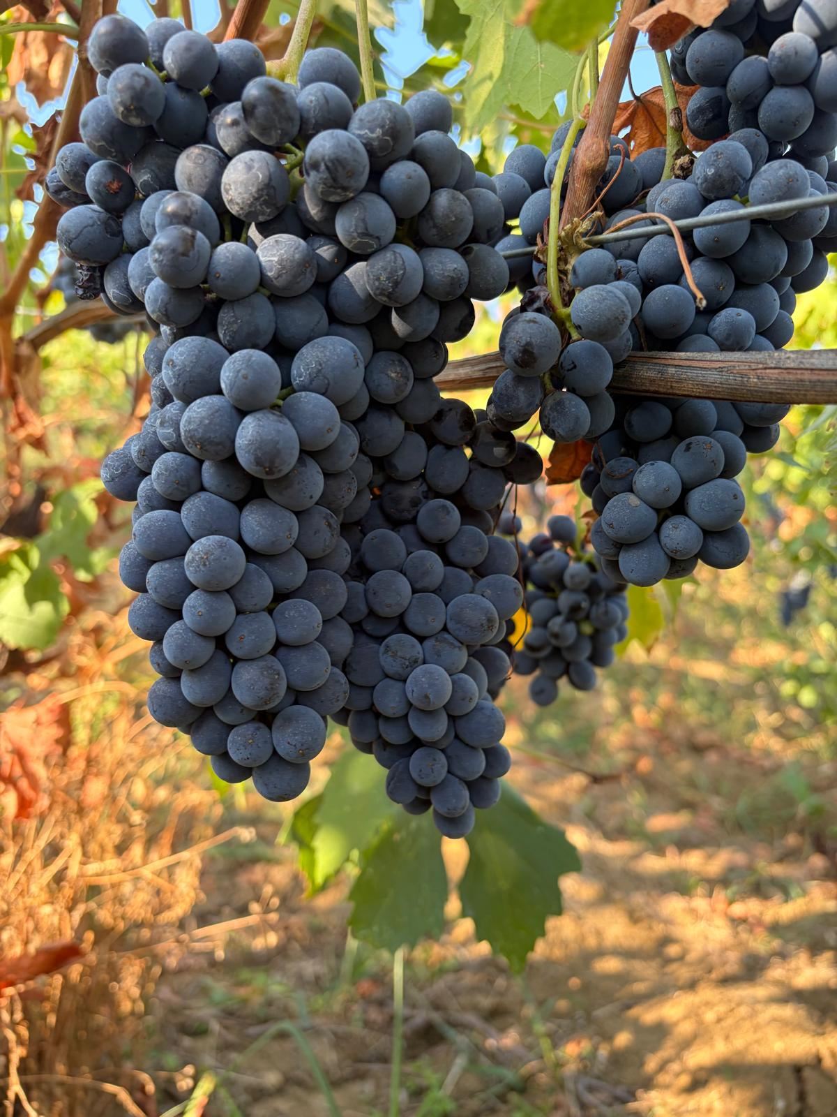Grappolo di Syrah pronto per la vendemmia