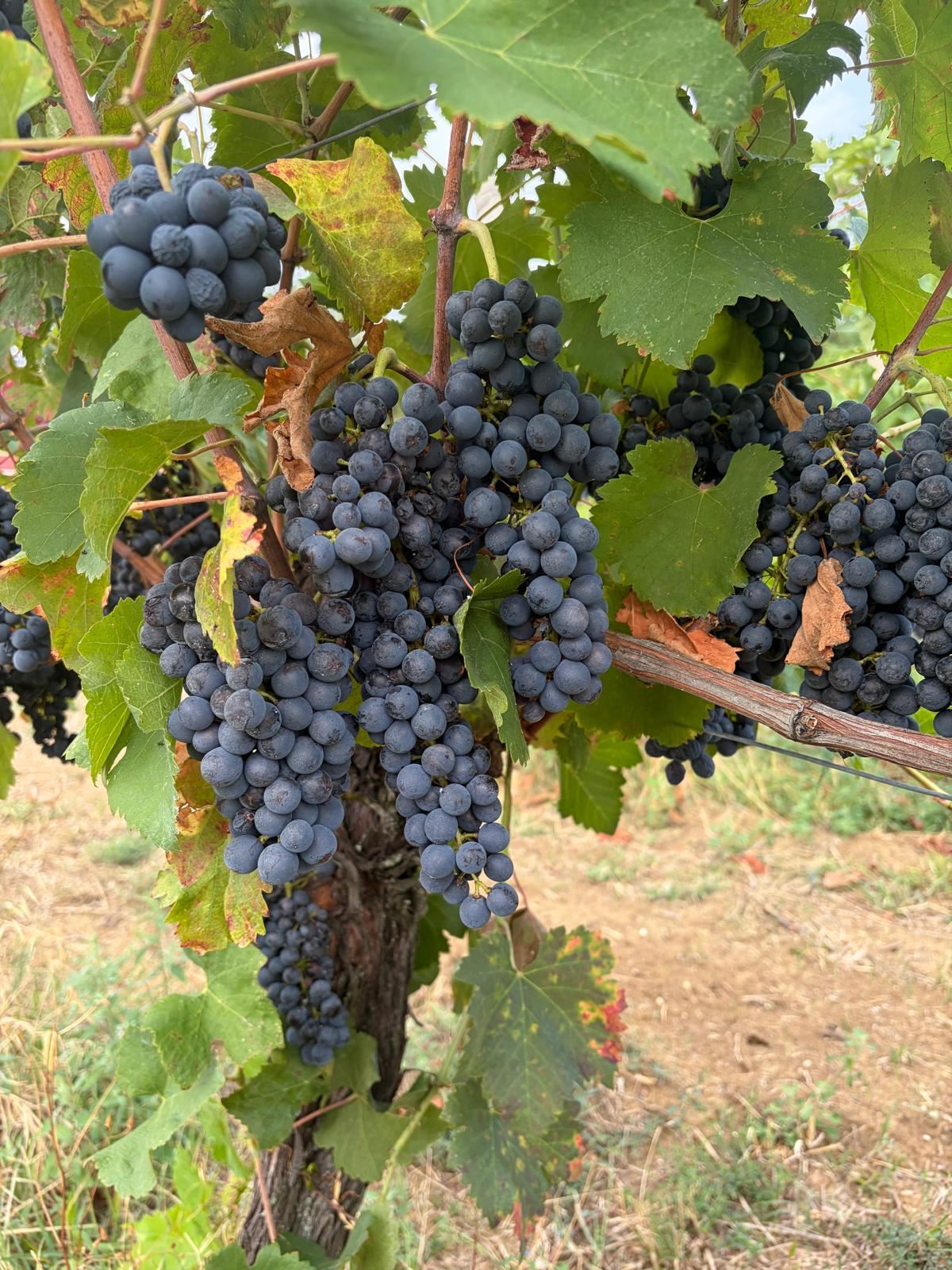 Grappoli di Syrah sulla vite