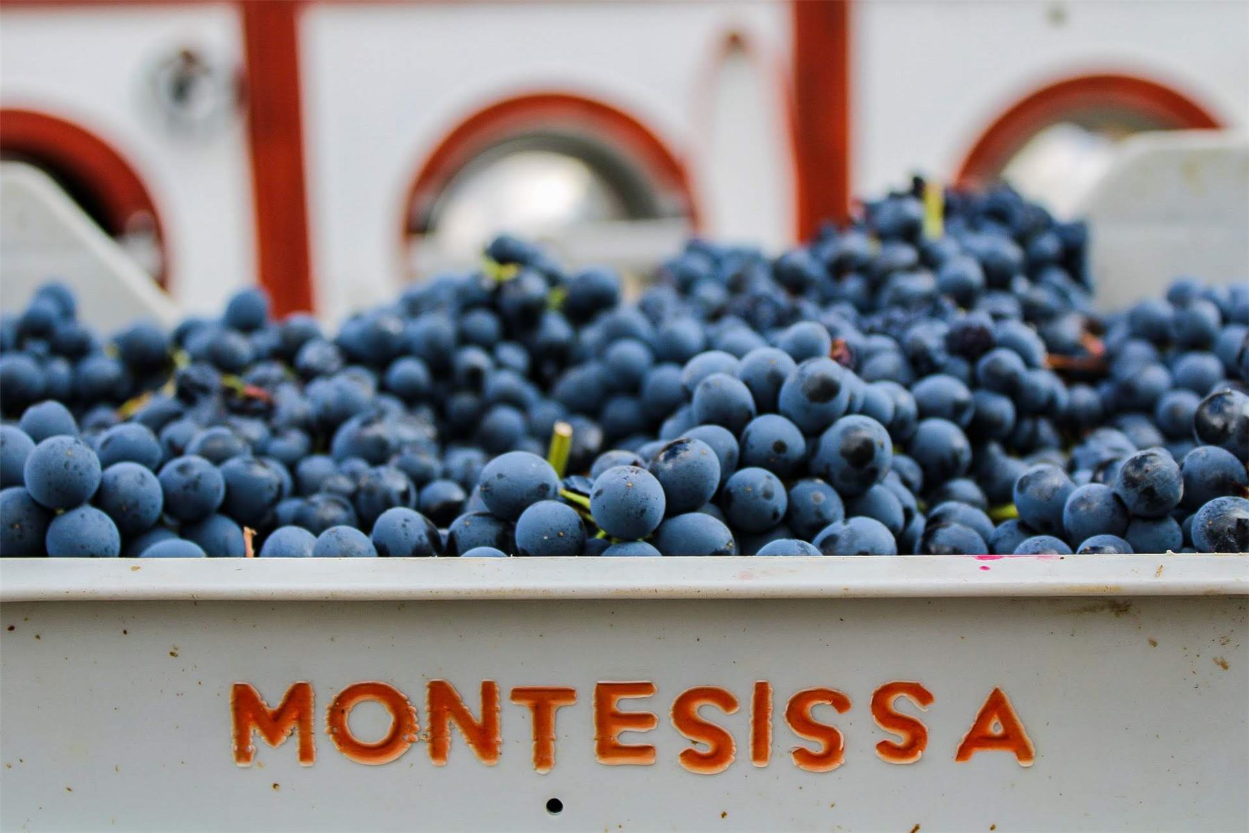 Uva nera nella cassetta con la scritta Montesissa