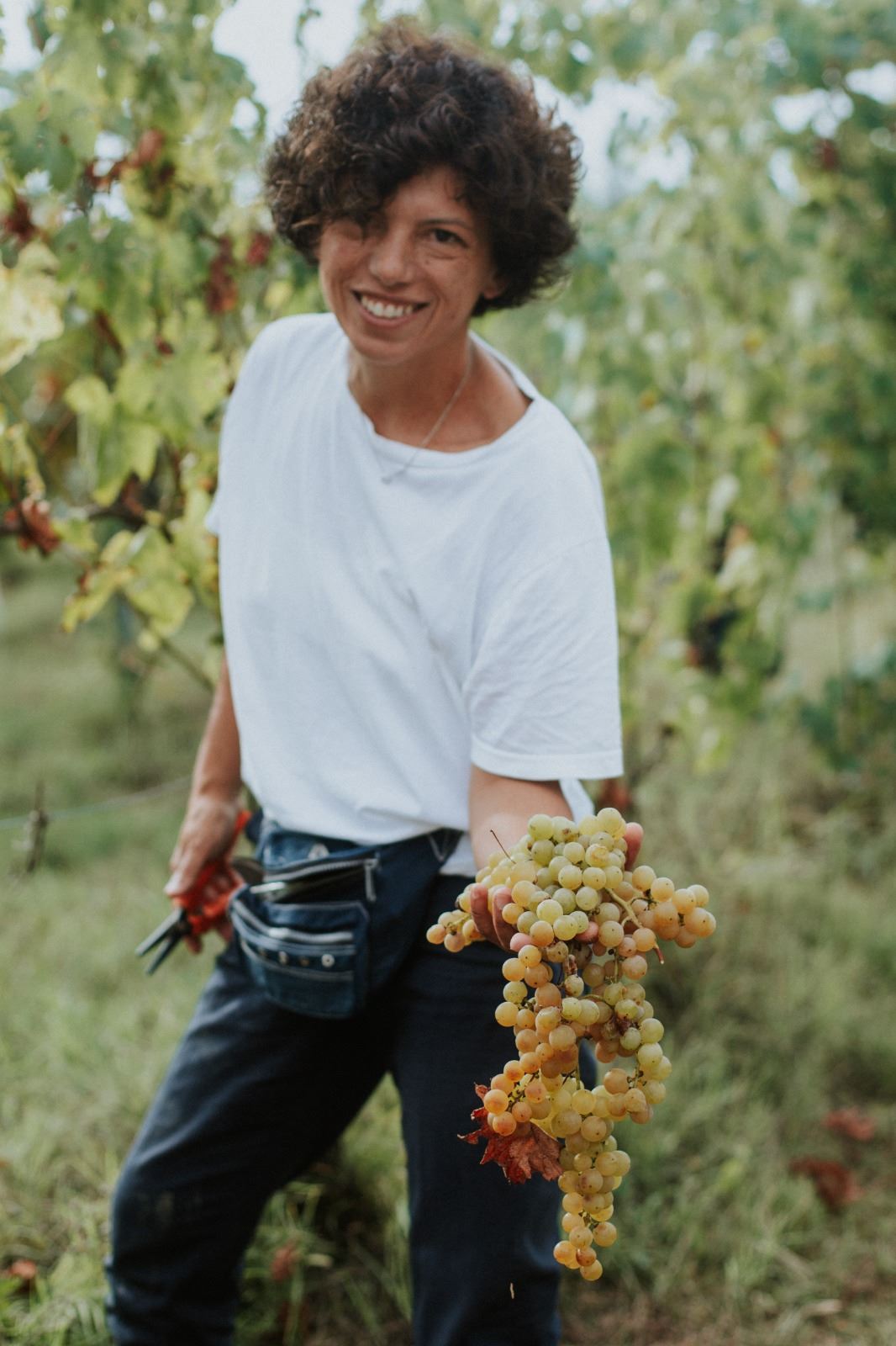 Vendemmia dell’uva bianca
