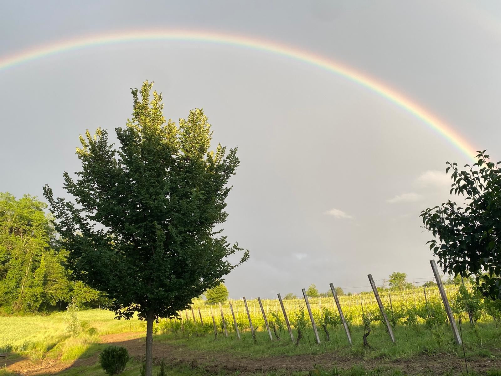 Arcobaleno sopra il vigneto