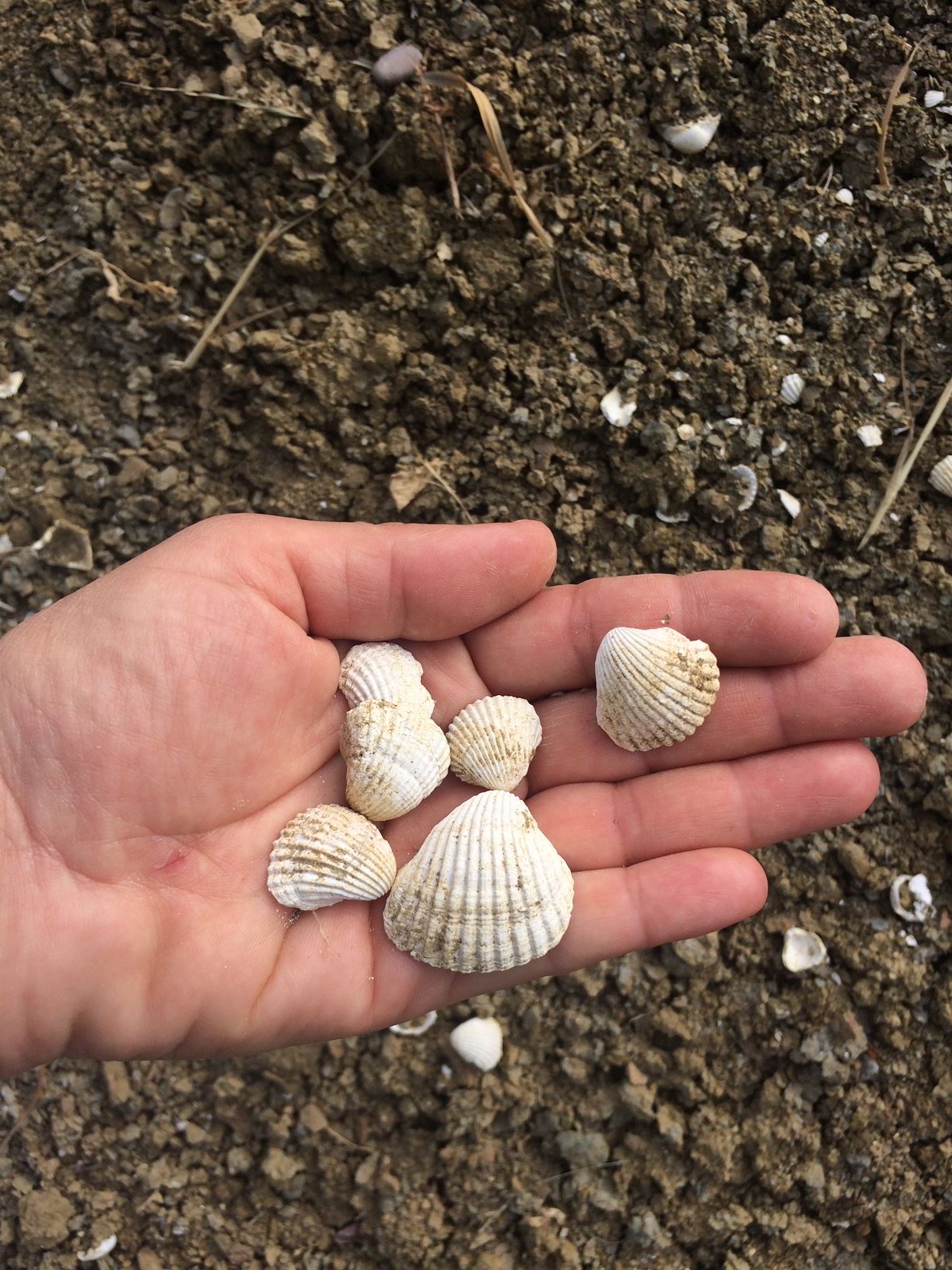 Una mano tiene alcune conchiglie fossili raccolte nel vigneto