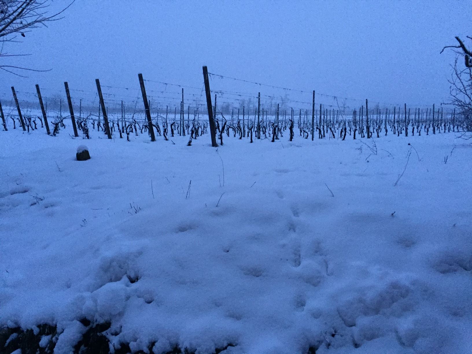 Il vigneto coperto di neve