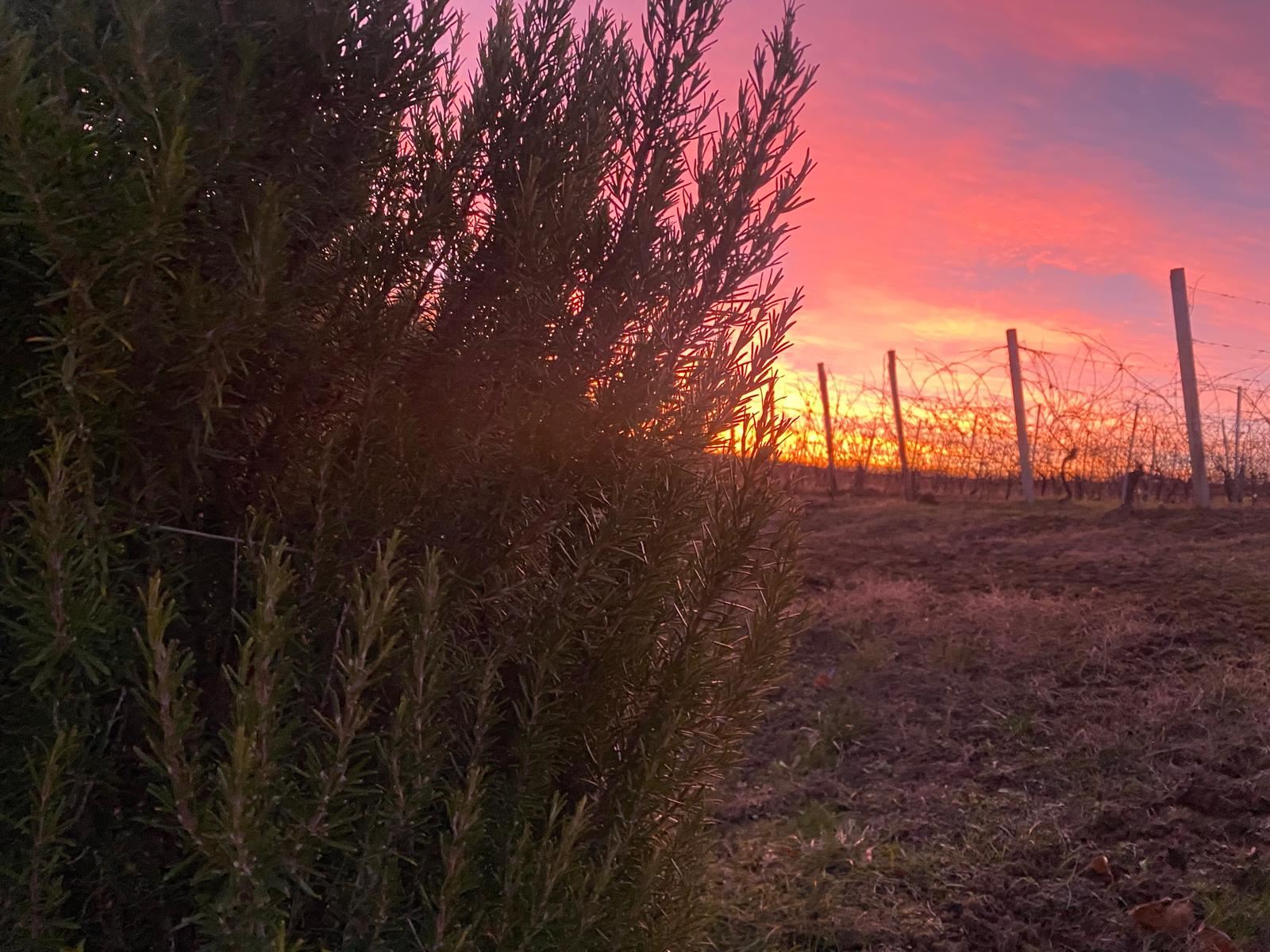 Tramonto rosa sui filari in inverno
