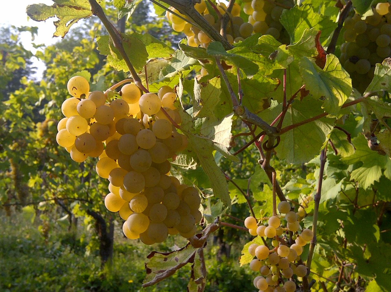 Grappoli di uva bianca al sole